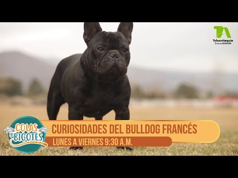 Video: ¿Por qué los bulldogs franceses nacen sin cola?
