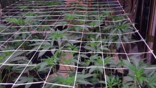 Indoor Candyland Grow: Day28 In Veg, Last Day