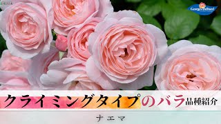 四季咲き【クライミングタイプのバラ】ナエマ　強香【デルバール】