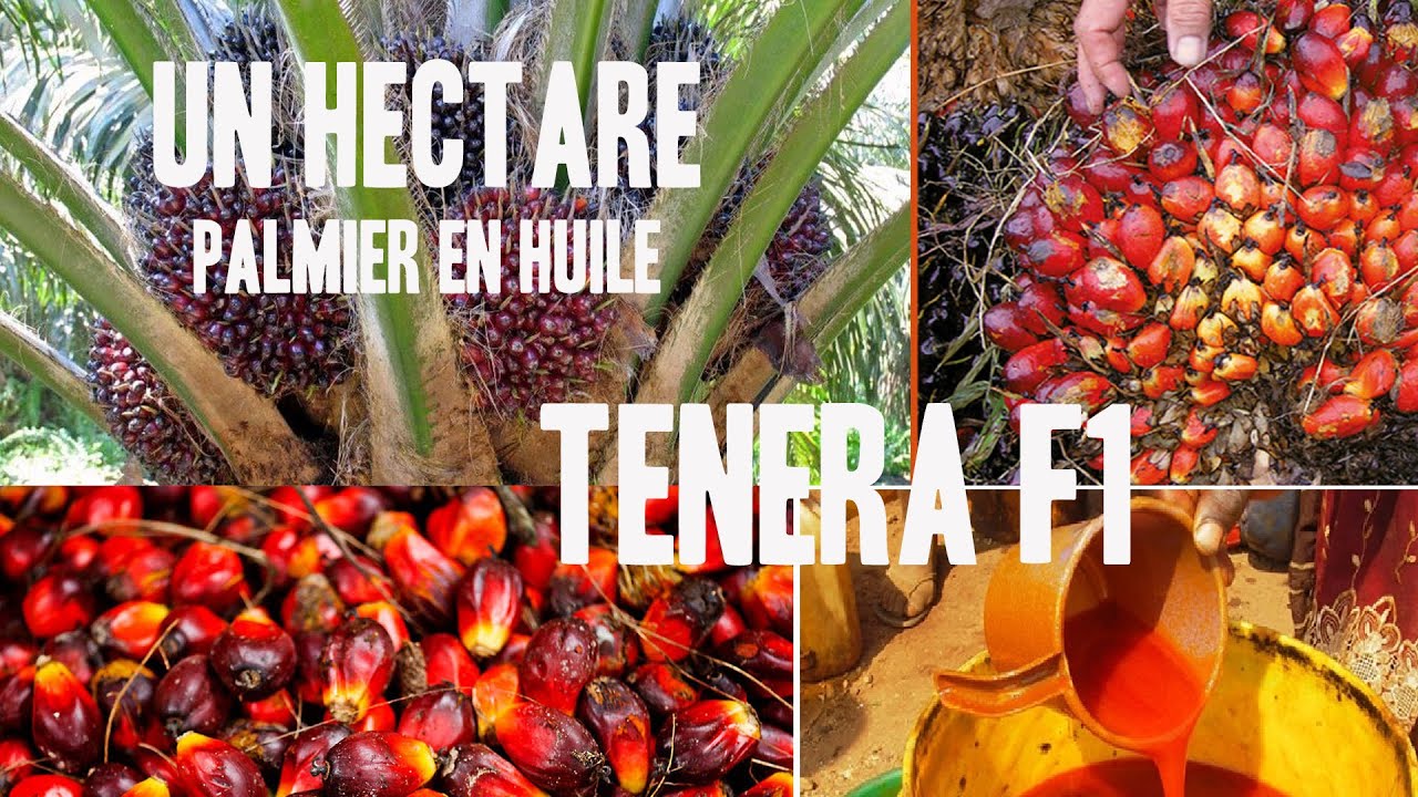 Prépare ta retraite avec le palmier en huile très rentable  ( Village Luila, Kongo central )