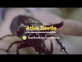 view Introducing the Atlas Beetle digital asset number 1