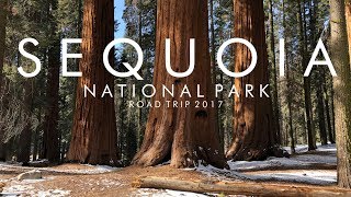 Sequoia National Park, USA - Roadtrip Timelapse