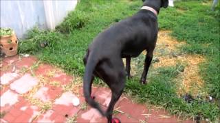 dog boots for great danes