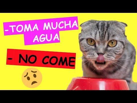 MI GATO TOMA MUCHA AGUA Y NO COME hqdefault