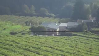Viñedo Fillaboa. Salvaterra. Galicia 2016 Paisajes / Landscapes / пейзажи / Nature / Naturaleza