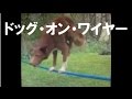 かっわいい！かわいい動物癒され動画2