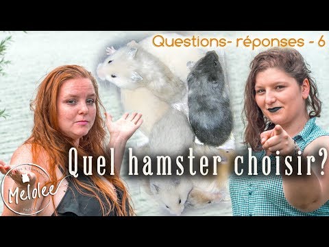 Vidéo: Quel hamster devrais-je prendre?