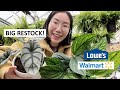 Another Big Restock! Plant Shopping at Walmart and Lowe’s | Spring 2022