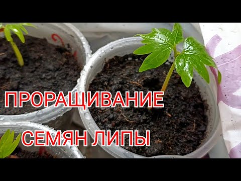 ЛИПА, требует терпения при её проращивании.