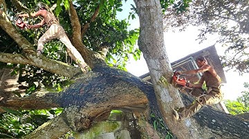 Cưa Cây Xoài, Nghiêng Ngã  Vào Nhà, Cưa Kỹ Thuật,168