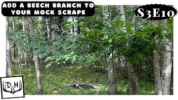 Add a Beech Branch to Your Mock Scrape