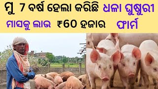 ଧଳା ଘୁଷୁରୀ ଫାର୍ମ Complete Details. White Pig Farm in Odisha. Process and Profit by Organic Odisha