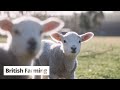 British Farming | The Calm Before the Lambing