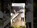 Distributing Corn Kernels How Pigeons Are Fed on a Farm #usa #shorts