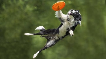 Border collies show off their talent in a Frisbee contest