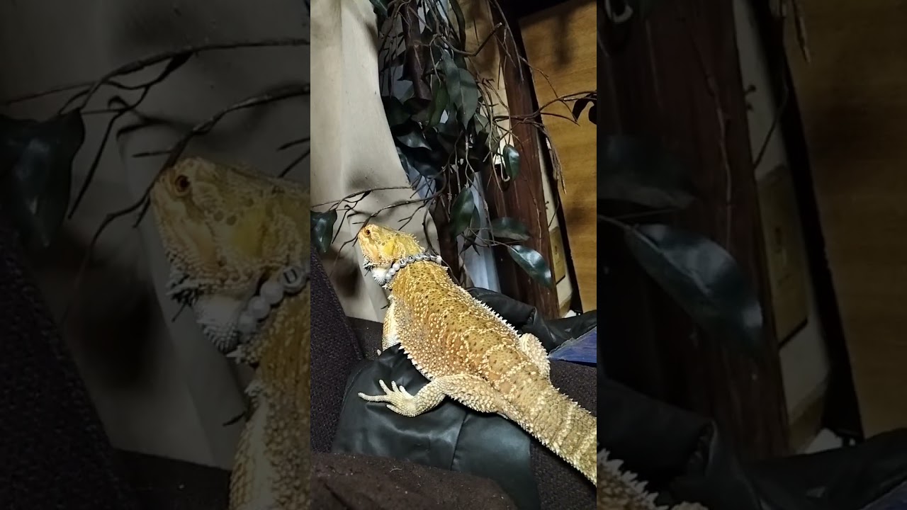 Spotted 'D'Mouseの冒険