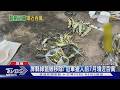 屏縣綠鬣蜥前7個月移除9萬多隻! 冠軍獵人拿走近百萬禮券｜TVBS新聞 @TVBSNEWS01