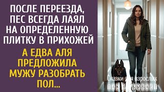 видео: После переезда, пес лаял на определенную плитку в прихожей… А едва Аля предложила мужу разобрать пол картинка: После переезда, пес лаял на определенную плитку в прихожей… А едва Аля предложила мужу разобрать пол