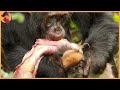 Brutal Hunting Moments By Chimpanzees, Baboons And Macaques