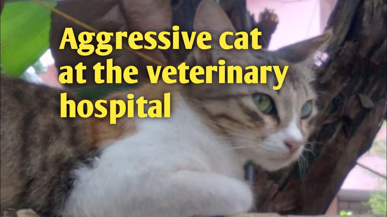 Cat becomes aggressive at veterinary hospital catvlogs catvideo youtube