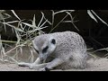 Sleepy Meerkat: Monday Mood