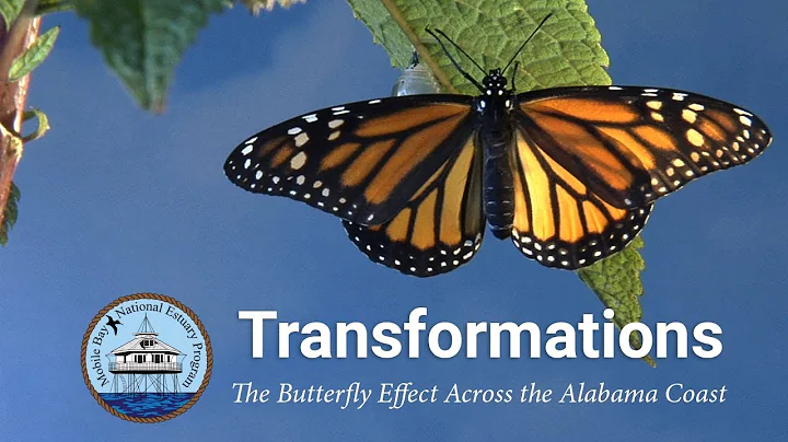 Transformations - The Butterfly Effect Across the ...