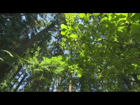 Leach Botanical Gardens Getting An Upgrade Youtube