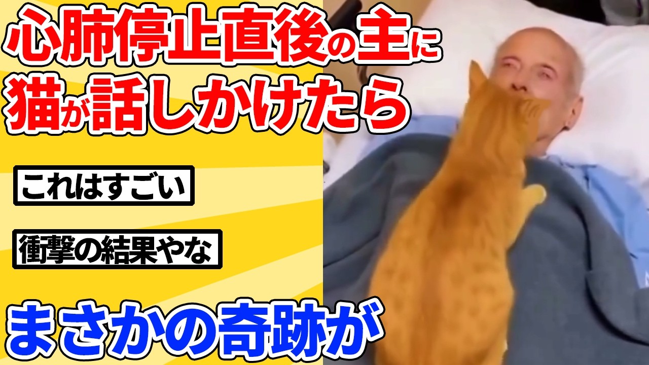 【2ch動物スレ】心肺停止直後の飼い主に猫が話しかけたら、まさかの奇跡が