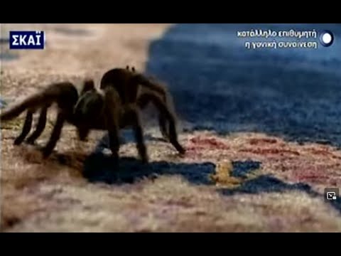 Βίντεο: Ταραντούλα αράχνη. εξωτική ομορφιά