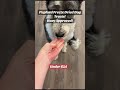 Beef Liver Treats Are a Hit With Doodle Pups! #dog #dogs #dogtreats