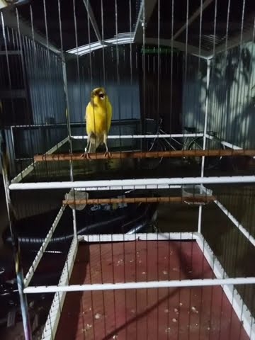 Kenari Sri Kunti gacor malam hari_cocok untuk masteran kenari