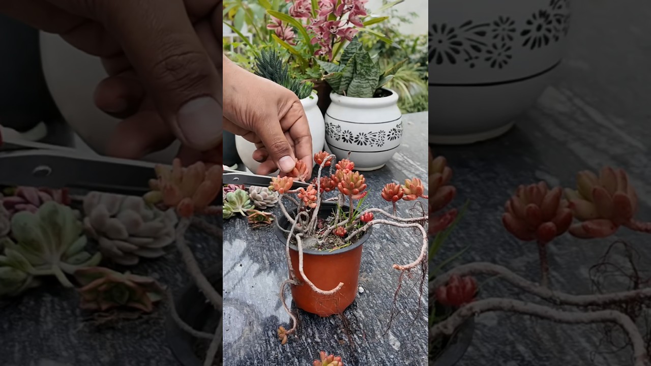 Jellybean Succulent Propagation from Cutting | Easy Sedum rubrotinctum Growing Tips 🌱✨