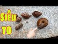 Con Ốc Sên - SUPER - SIZED SNAIL - các con vật cho bé - Largest Snail in the world Lifecycle