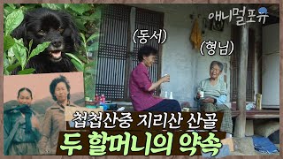 첩첩산중 지리산 산골에 시집온 두 소녀는 할머니가 되었다. ‘동서지간’에서 ‘자매’가 된 그들과 함께 하는 검둥이 | 지리산 두 할머니의 약속 | KBS 인간극장 2011 방송