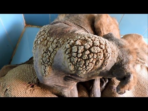 Transformation of dog with skin like barnacles. - YouTube