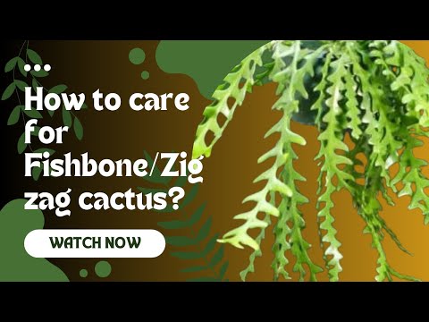 The Ultimate Beginner's Guide: Nurturing Your FishboneZigzag Ric Rac Cacti