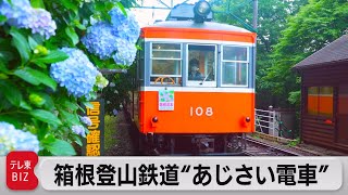 初夏の箱根の風物詩　箱根登山鉄道“あじさい電車”（2022年6月28日）