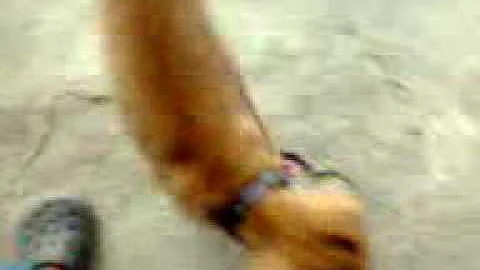 Belkis Toribio