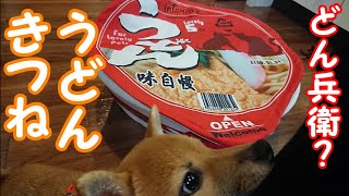 【豆柴】どん兵衛？のきつねうどんを買ってみたらまさかの結果に。【カップ麵ペットハウス】