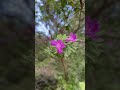 Texas Sage in Bloom | Garden Inspiration