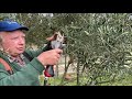 Démonstration taille de l'olivier par Georges Delmas
