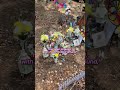 Mother blasts thugs who wrecked stillborn daughter's grave - but council say it was 'animals'
