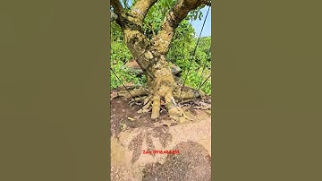 Lộc Vừng siêu hoa, bác nào chơi lộc vừng ới em nhé #locvung