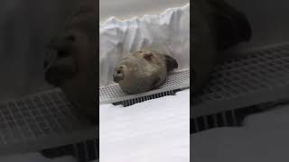 1 Saniyeligine Uyanıp Uykuya Devam Eden Fok