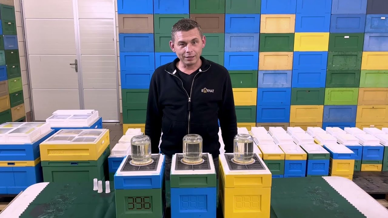 Ulik weselny do unasieniania matek BURNAT