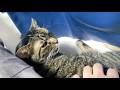 猫を置いて実家に帰ることになりました...