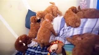 Red standard poodle puppies cuddling and playing with their human's after Easter dinner by Debra Pohl 3,061 views 5 years ago 3 minutes, 2 seconds