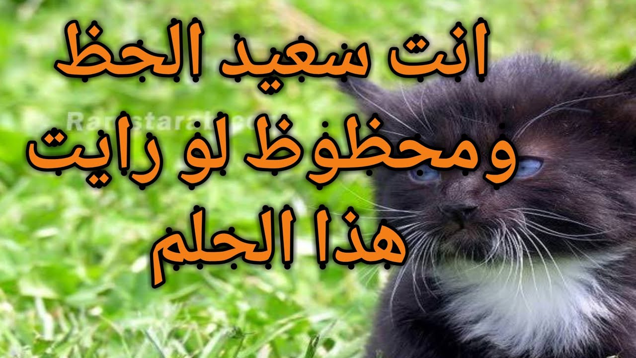 تفسير حلم رؤية قط اسود يعضني|يد|يلاحقني|يهاجمني|ينظر الي|صغير|كبير|في ابيض|فﻲالبيت|ميت|يتكلم|للعزباء