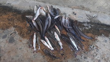 Câu cá sông Đồng Nai/ canh nước Câu tôm mà trúng bày ngát/tv cá heo