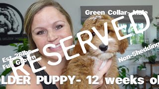Returned Puppy? That's Ok | The Ins and Outs of Getting a Puppy and What to Expect |